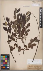 Foto von Salix cinerea L.